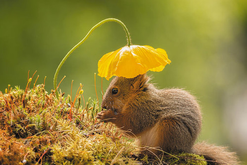 Squirrel sunbed.jpg