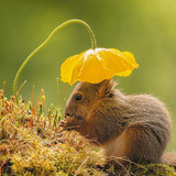 Squirrel sunbed