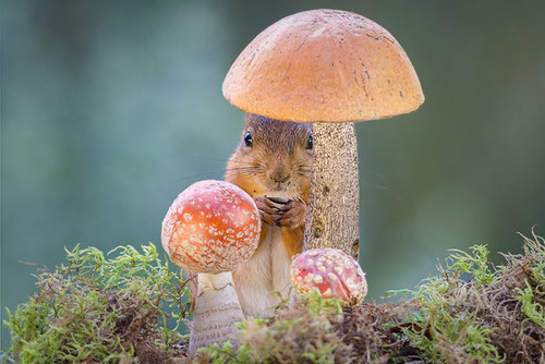 Squirrel mishroom whisper.jpg