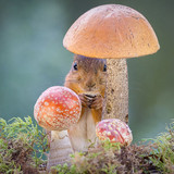 Squirrel mishroom whisper