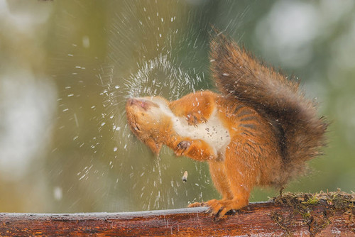 Squirrel shake it out.jpg