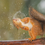 Squirrel shake it out