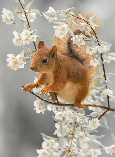 Squirrel jasmine friend.jpg