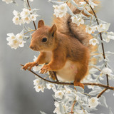 Squirrel jasmine friend