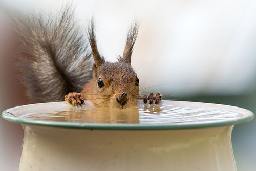 Squirrels drinking water.jpg