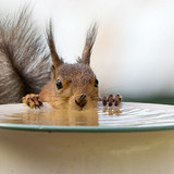 Squirrels drinking water