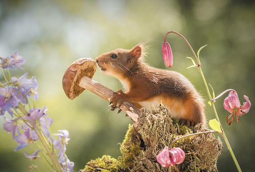 Squirrels hold me tight.jpg
