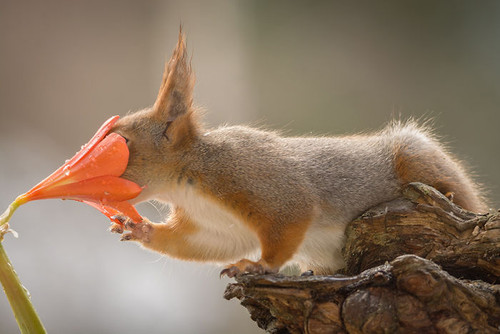 Squirrels flowered addict.jpg