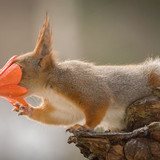 Squirrels flowered addict