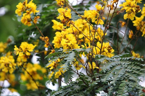 Yellow Radhachura Flower🌼.jpg