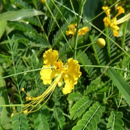 radhachura flower 500x500.jpg