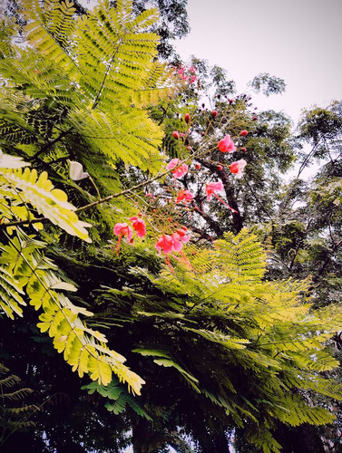 Ceasalpinia Pulcherrima Peacock flower Radhachura flower.jpg