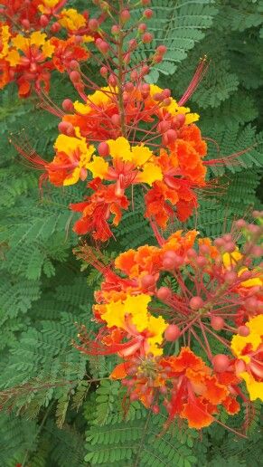 Mexican Bird of Paradise.jpg