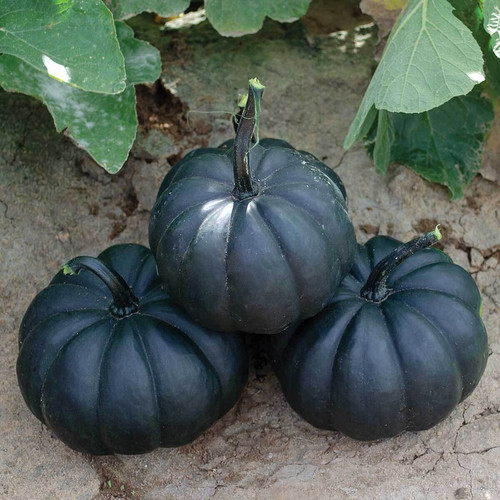 20 f1 dark hybrid pumpkin seeds.jpg