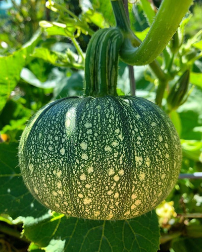20 pumpk454 audhav original imag.jpg
