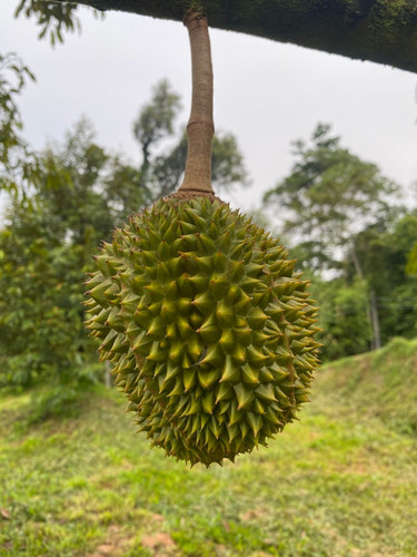 fruit image 0000003.jpg