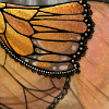 monarch thumb.png