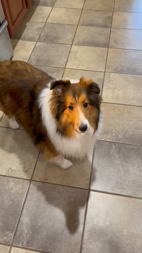 TZVCFJZowsefHLA .jpg