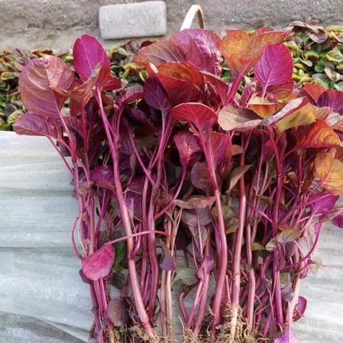 500 red amaranthus seeds qualtiv.jpg