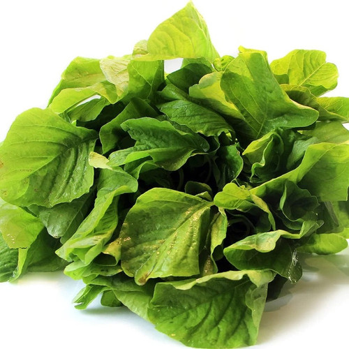500 amaranthus chol 25 hmr origi.jpg