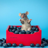 www.naked-ai.art - A red box of blue berries with a rat dancing inside