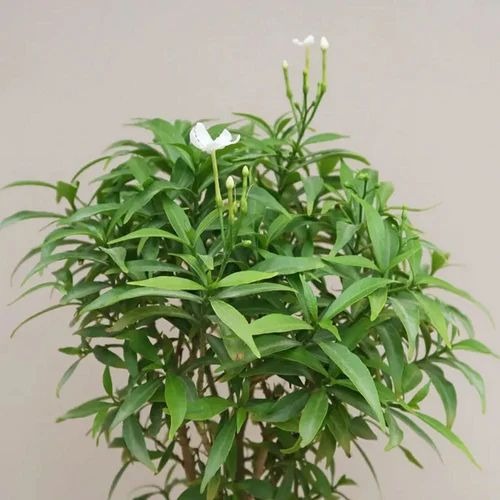 mini tagar chandani plant 500x50.jpg