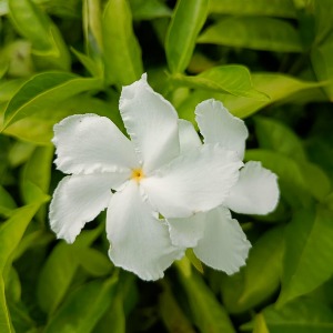 image 300x300 4 1.jpg
