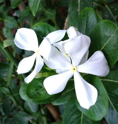 flower beautiful flowers related.jpg
