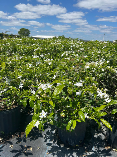 il fullxfull.6792282922 k1v1.jpg