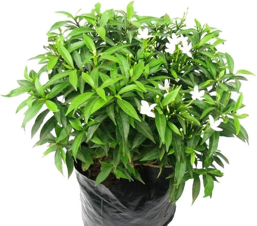 chinese togor plant.jpg