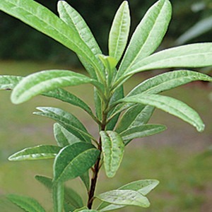 sweet scented live plant sarva s.jpg