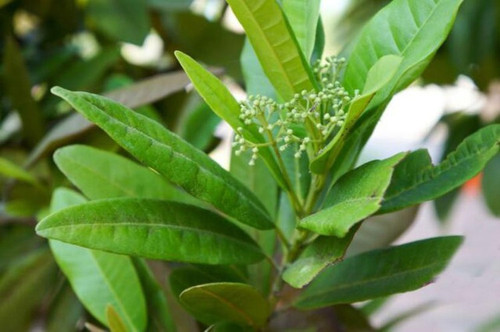 jamaican sarva sughandhi allspic.jpg