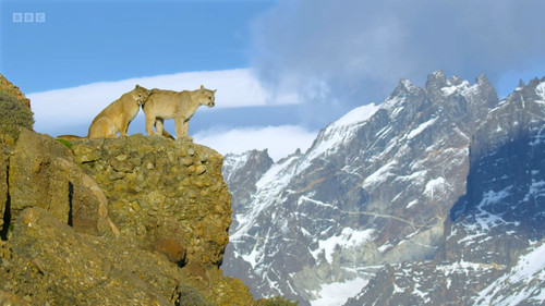 Dynasties.2018.S02E01.Puma.1080p.iP.WEB DL.AAC2.0.H.26 NoGrp.mkv snapshot 23.21.600.jpg