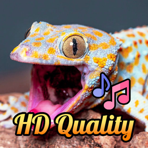logo tokek gecko.png