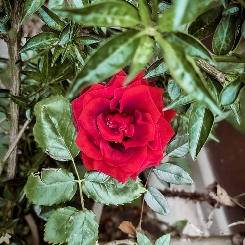 241410575 1152421192252666 1871507257779278508 n.jpg