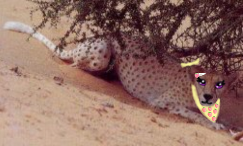 Toffy processing.png