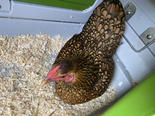 miss huhn.jpg
