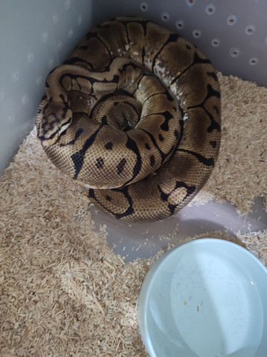 IMG 20220329 091800.jpg