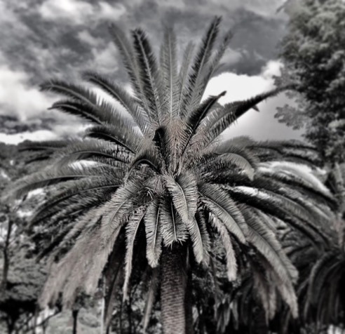 260450183 365577108674794 2386620550017971970 n.jpg