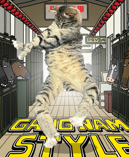 gangnam cat