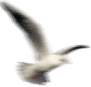bird.webp