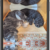 doggers phone b.png