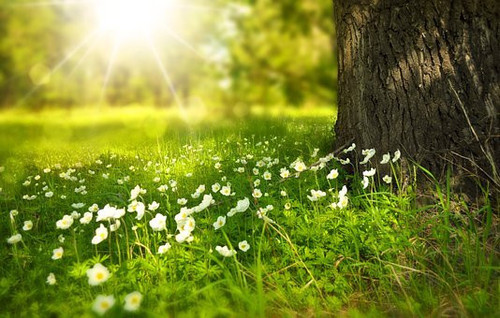 flowers 276014 340.jpg