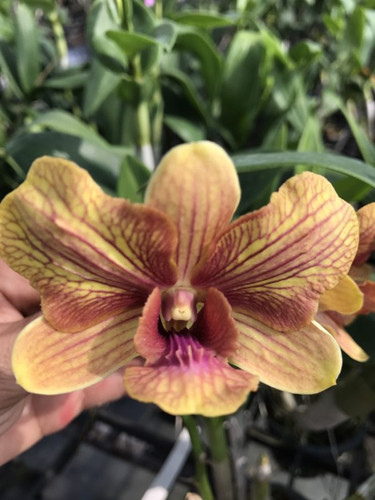 den yellow stripe 3 lips e1502627472217.jpg
