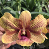 den yellow stripe 3 lips e1502627472217