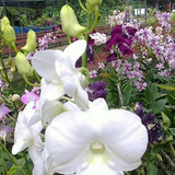 34 Kanjana White