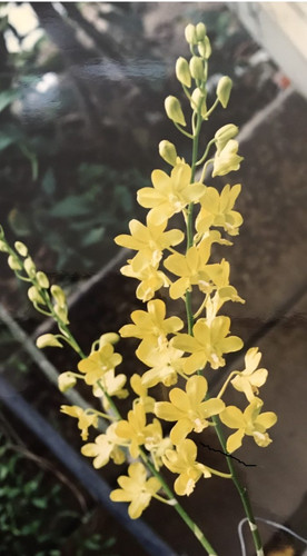 64 Deeply Yellow e1510592379995.jpg