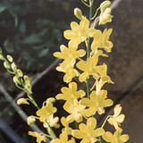 64 Deeply Yellow e1510592379995