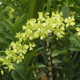 arredang e1516602380847