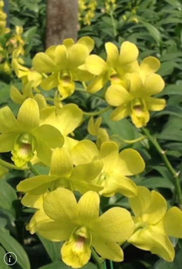 DEN gold 91.jpg